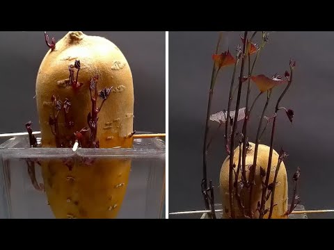 I Grew and Filmed Sweet Potato in Water