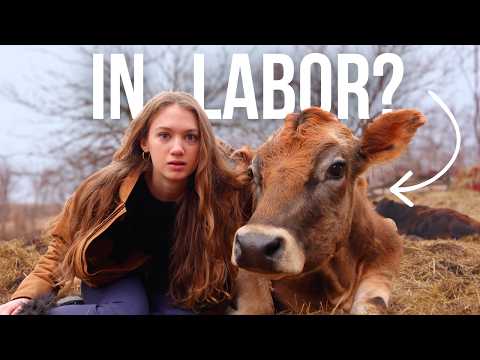 Baby Animal prep on the Farm | We have to HURRY!
