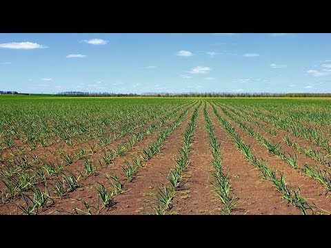 how much garlic can 1 person grow by hand