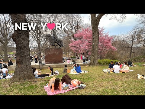 [4K]🇺🇸🌸 Spring Awakens in Central Park NYC | Enjoy Lively Saturday Vibes🧺💐💮 2025