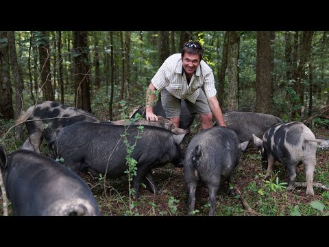 Forest Pigs with a Permaculture Expert