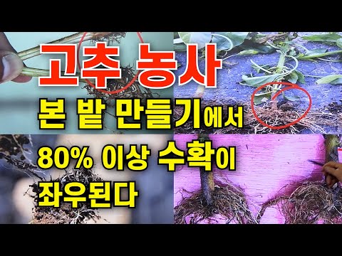 고추농사 본밭 만들기에서  80% 이상 수확이  좌우된다
