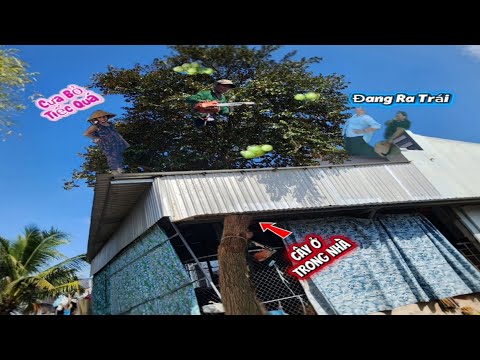 Cưa cây Vú sữa khó ở trong nhà / Sawing down the Milk fruit tree in the house | P159