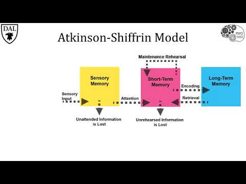 Tricky Topics: Atkinson-Shiffrin Model