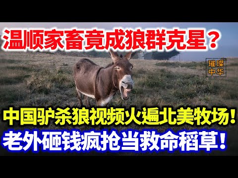 离奇！温顺家畜竟成狼群克星？中国驴驱逐野狼视频火遍北美牧场！老外砸钱疯抢当救命稻草！#璀璨中华 #中国新闻 #中国智慧 #美国 #驴 #奇闻异事 #最新消息 #农场 #野狼