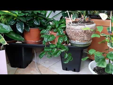 Джунгли в квартире. Как все устроено.