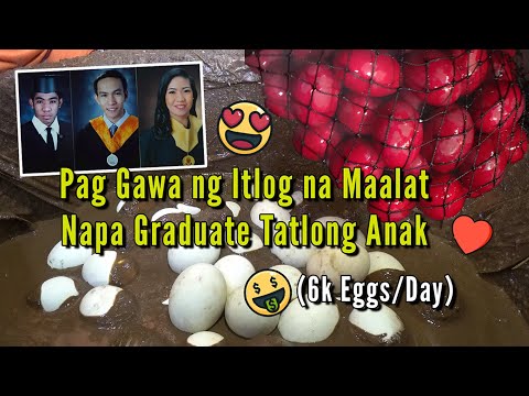 Pag Gawa ng Itlog na Maalat, Napa Graduate tatlong Anak - 6k Eggs/Day