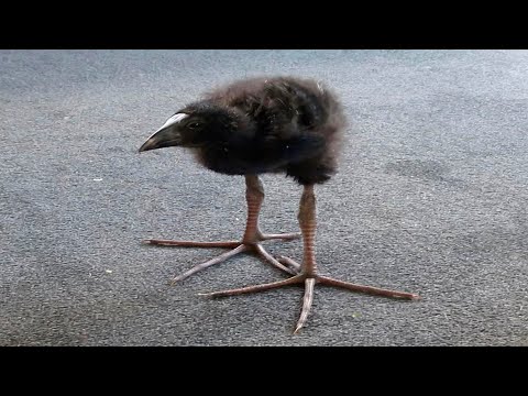 try not laugh impossible