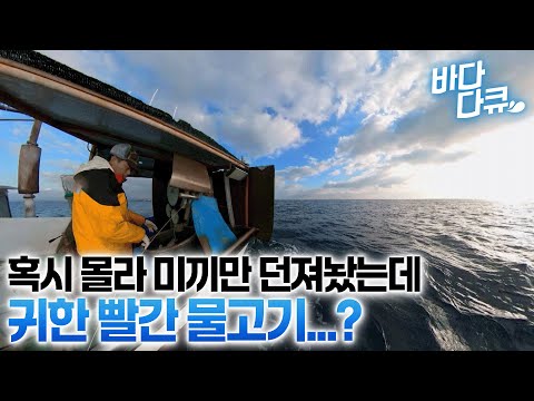 Wow... This expensive thing is coming up. The identity of the precious fish from the Jeju sea tha...