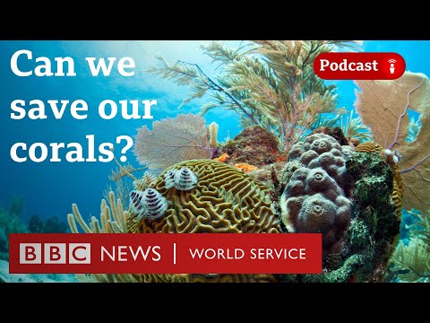 How scientists are hoping to save our coral reefs - The Climate Question podcast, BBC World Service