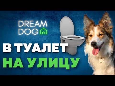 Приучить собаку в туалет на улицу 🐶 Правила и лайфхаки