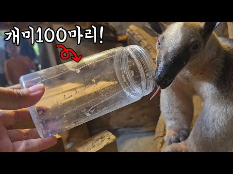 개미핥기에게 살아있는 개미 100마리를 주었더니..!?