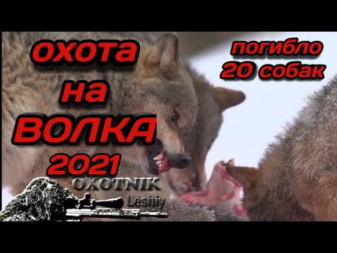 Охота на волков. Март 2021. Волки напали на деревню. Едят собак!