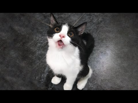 New Funniest Cats Clips 2025😼Try Not To Laugh😜 #42
