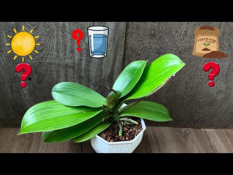 Orchids Not Blooming for Years Here’s Why