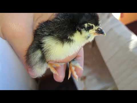 КУРЧАТА ДЛЯ СУСІДКИ. ДЕ ТРИМАЮ ПЕРШІ ДНІ КУРЧАТ ТА ЧИМ ПОЮ І ГОДУЮ