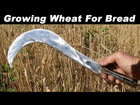 100% Home Grown Bread - Baking Delicious Whole Wheat Sourdough Bread from Home Grown Ingredients.