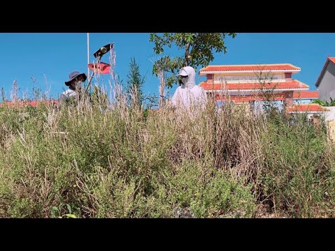 Behind the overgrown grass next to the sidewalk is a clean school