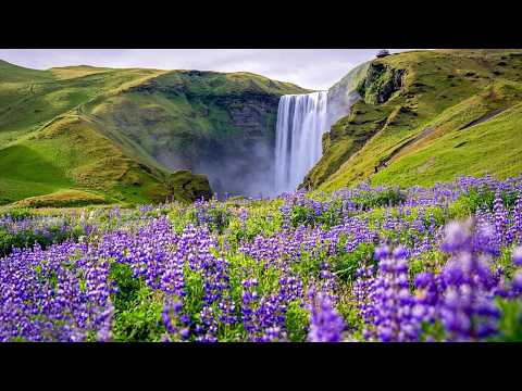 Gentle Music Calms The Nervous System And Pleases The Soul 🌿 Relaxing Music To Reduce Stress