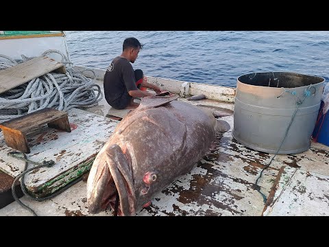 amazing 200kg! Tak MENYANGKAH DAPAT SEBESAR INI!