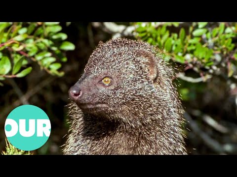 Bush Demons: The Fearsome Creatures of Spain | Our World