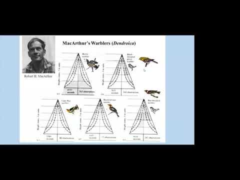 Warbler 101: Take Your Birdwatching To The Next Level