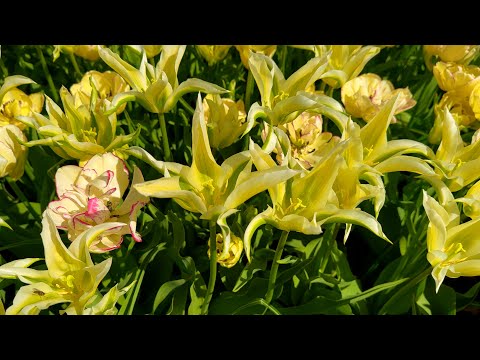 45 самых красивых сортов ГОЛЛАНДСКИХ ТЮЛЬПАНОВ 🌷Релакс видео 4К