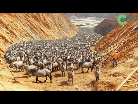 They Brought EXTINCT HORSES TO THE LAND OF THE DYING -2 Years Later, The Results SURPRISED THE WORLD