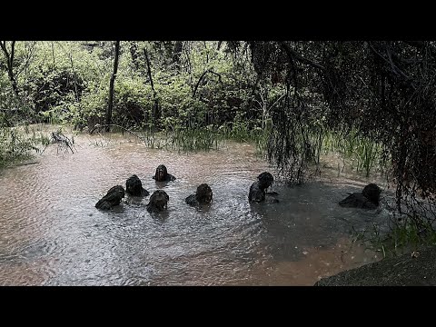 SCOUT SNIPER GHILLIE SUIT BUILD