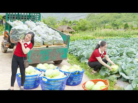 Harvesting 1000+ Self-grown Cabbage Go To Market Sell - Build Nest For Goose Lay Eggs