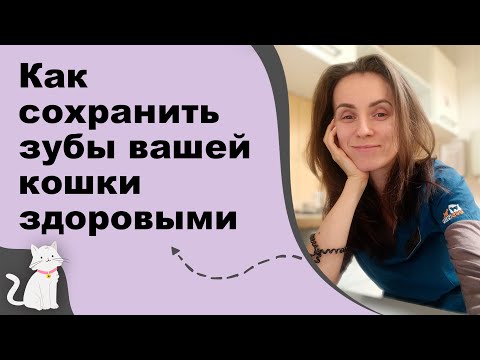 How to keep your cat's teeth healthy and avoid costly treatments