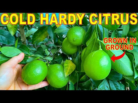 5 CITRUS TREES That Grow To 10 DEGREES (-12C): Grow Cold Hardy Citrus!
