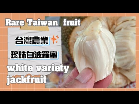 台灣珍稀波羅蜜 珍珠般的雪白光澤 獨特的清新香味  珍珠白波羅蜜