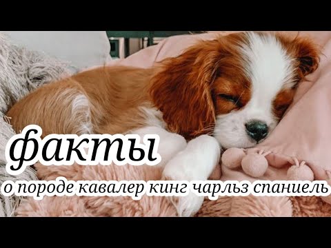 🐶факты о породе кавалер кинг чарльз спаниель🐶