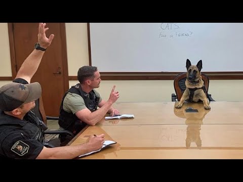 اقوى تجميعه لحيوان اتصرفوا بذكاء خارق امام الكاميرات| رد فعلهم خارق