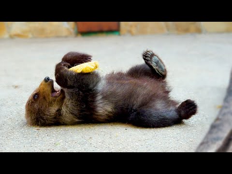 ТАКОЙ ИГРУШКОЙ Лейла никогда не играла! Как мало надо для радости маленькому медвежонку!