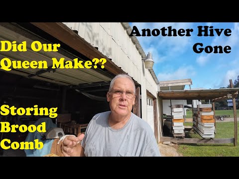 Beehive Death Again | Storing Brood Comb | Queen Follow-Up
