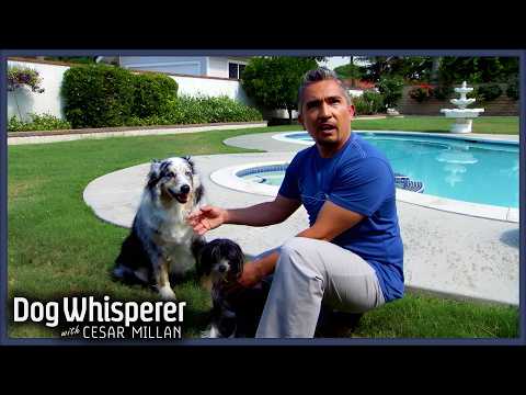 Heartbreaking Accident Turns Dog Dangerously Aggressive | S3E1 Full Episode | Dog Whisperer