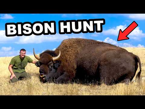 I Hunted the American Bison!