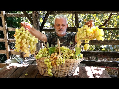 EVDE ÜZÜM ve ERİK NASIL KURUTULUR? | Biberli Domates Salçası Nasıl Yapılır?