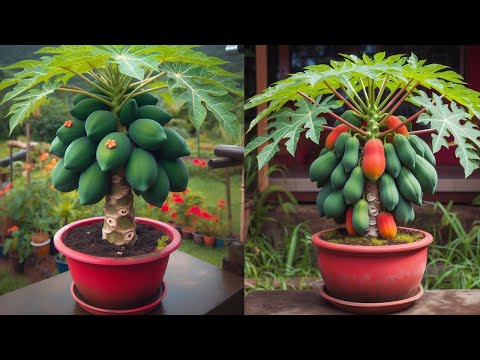 Great method grow super dwarf papaya trees
