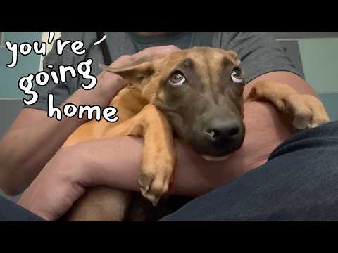 Frozen Puppy’s Amazing Comeback 💪🥹