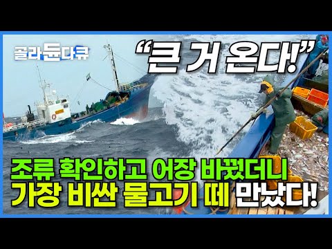 최악의 위기에서 마주친 엄청난 물고기 떼! 한 마리도 놓치지 말고 잡아야 한다!┃한국에서 가장 비싼 생선 금태가 쏟아진다┃10톤 어선 원석호 만선 가자미 잡이┃극한직업┃#골라듄다큐