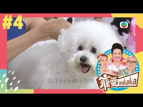 大型狗要如何照料？高加索犬與比熊犬來了！ | 寵愛wakaka | 家燕媽媽、林盛斌、呂慧儀 、蘇志威、黃智雯| TVB 親子節目 | 寵物節目 |