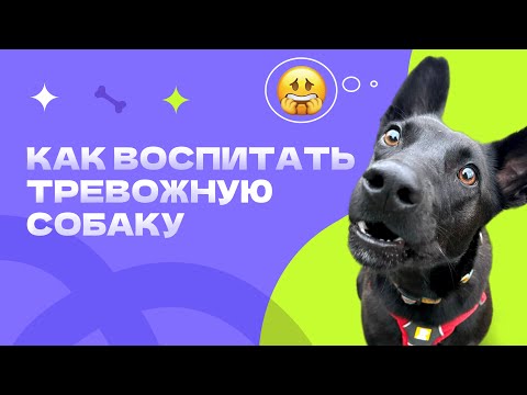 ЧТО ВЫ ДЕЛАЕТЕ НЕ ТАК? ТРЕВОЖНАЯ СОБАКА, СТРАХИ У СОБАКИ