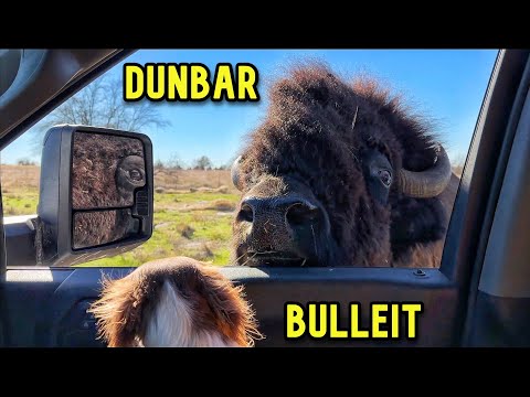 Dunbar Delivery, Horses Out, and One Lucky Turkey!