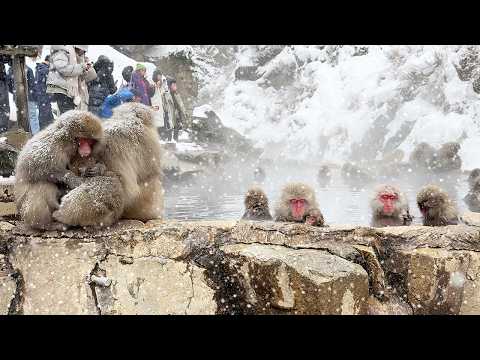 Snow Monkey Park in Japan! A hot spring shared with wild monkeys🐒☃️