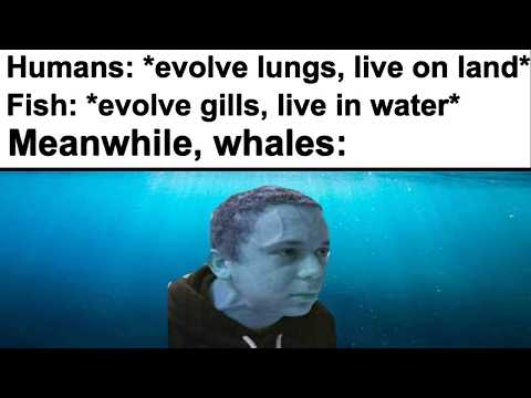 Memes About Evolution