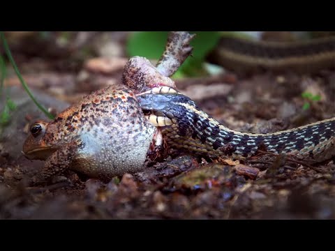 VENOM VS BITE: Which Apex Predator Weapon Kills Fastest?