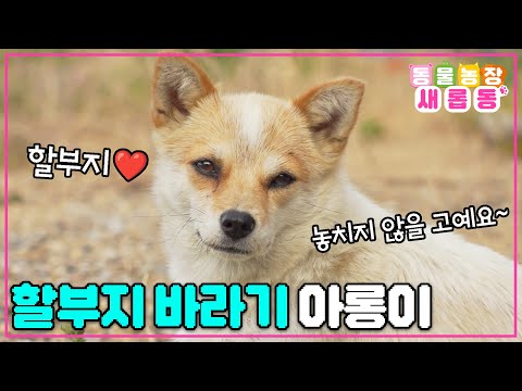 [#새롭동물농장] 할아버지만 졸졸졸~ 따라다니는 껌딱지견🌻 할아버지에게 운명처럼 찾아온 벗 아롱이❤ / EP.1188 #TV동물농장 #AnimalFarm #SBSstory